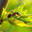 Скільки мурах живе на планеті? Дослідження вчених