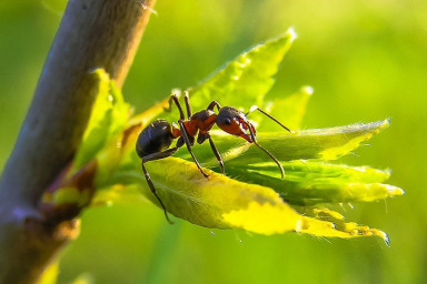 Скільки мурах живе на планеті? Дослідження вчених
