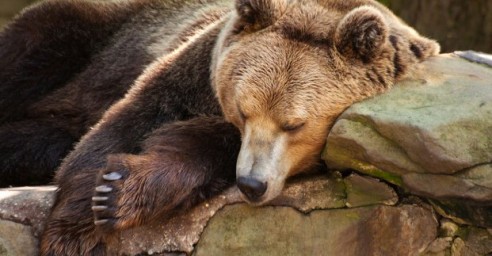В Харьковском зоопарке медведи готовятся впасть в спячку, а слоны встречают Новый год