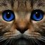 Только 13% людей могут понять мимику кошек