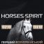Всеукраинский фестиваль верховой езды и конного спорта HORSES SPIRIT