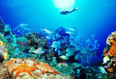 Из мирового океана быстрыми темпами пропадает кислород