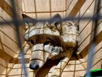В Фельдман Экопарк передали волков, изъятых у зооконтабандистов