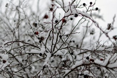 Снег привел к похолоданию! Может холод убить коронавирус? Отвечают эксперты!