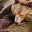 В Харьковском зоопарке медведи готовятся впасть в спячку, а слоны встречают Новый год