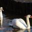 Лебедей из парка Горького теперь можно увидеть в зоопарке