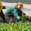 В Харькове, несмотря на войну, посадят цветы
