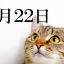 22 февраля Японцы отмечают День кошки