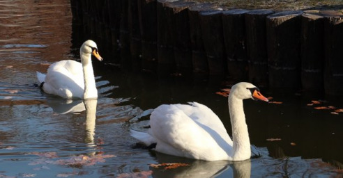 Лебедей из парка Горького теперь можно увидеть в зоопарке