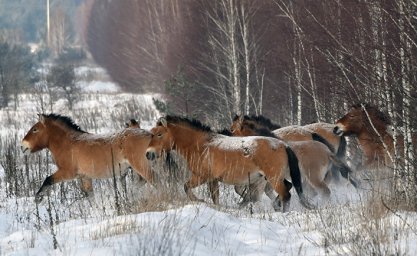 Тайна чернобыльских диких лошадей