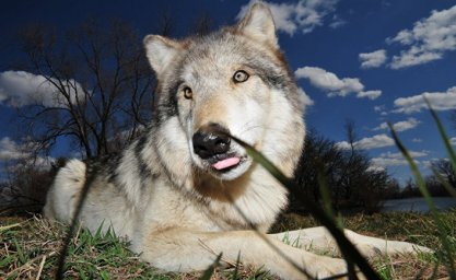 Ученые впервые отследили волка, сбежавшего из Чернобыльской зоны отчуждения