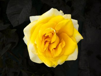 Генетики раскрыли секрет аромата розы