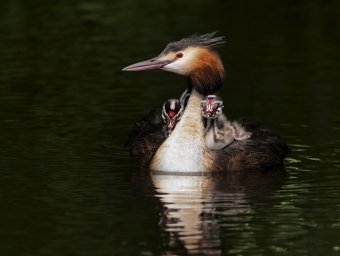 Great-Crested Grebe at springtime.