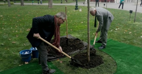 Дерево дружбы между Харьковом и Данией, посадили в парке Горького