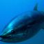 2 мая – Всемирный день тунца