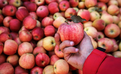 Почему лучше есть яблоки с кожурой