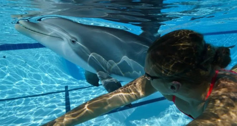 В китайском аквариуме появился гиперреалистичный робот-дельфин