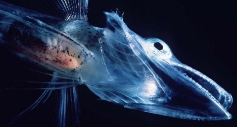 В венах загадочных антарктических рыб течет антифриз