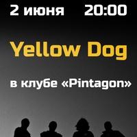 Yellow Dog «Grunge»